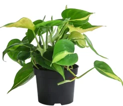 Dehner Baumfreund-Set - Philodendron, 3-teilig Online
