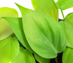 Dehner Baumfreund-Set - Philodendron, 3-teilig Online