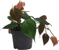 Dehner Baumfreund-Set - Philodendron, 3-teilig Online