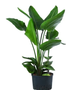 Dehner Hydropflanzen|Grünpflanzen > Baumstrelitzie - Strelitzia nicolai, Hydrokultur