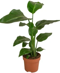 Dehner Zimmerpalmen|Grünpflanzen > Baumstrelitzie - Strelitzia nicolai