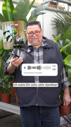 Dehner Zimmerpalmen|Grünpflanzen > Baumstrelitzie - Strelitzia nicolai