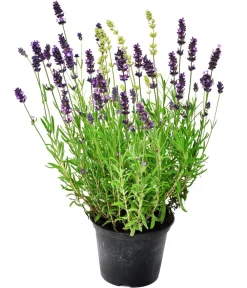 Dehner Lavendel - Bayern-Lavendel