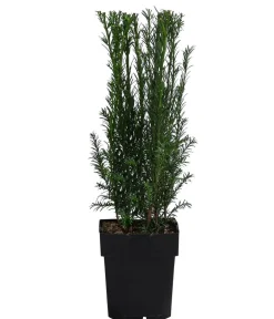Dehner Heckenpflanzen|Koniferen > Becher-Eibe 'Groenland'