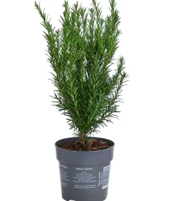 Dehner Becher-Eibe 'Groenland' Dunkelgrün New