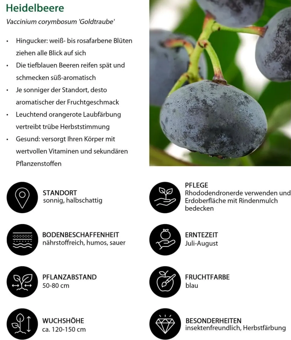 Dehner Beeren-Sets|Beerensträucher > Beeren-Kiwi-Set Smoothie-Mix, 4-teilig
