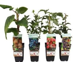 Dehner Beeren-Sets|Beerensträucher > Beeren-Kiwi-Set Smoothie-Mix, 4-teilig