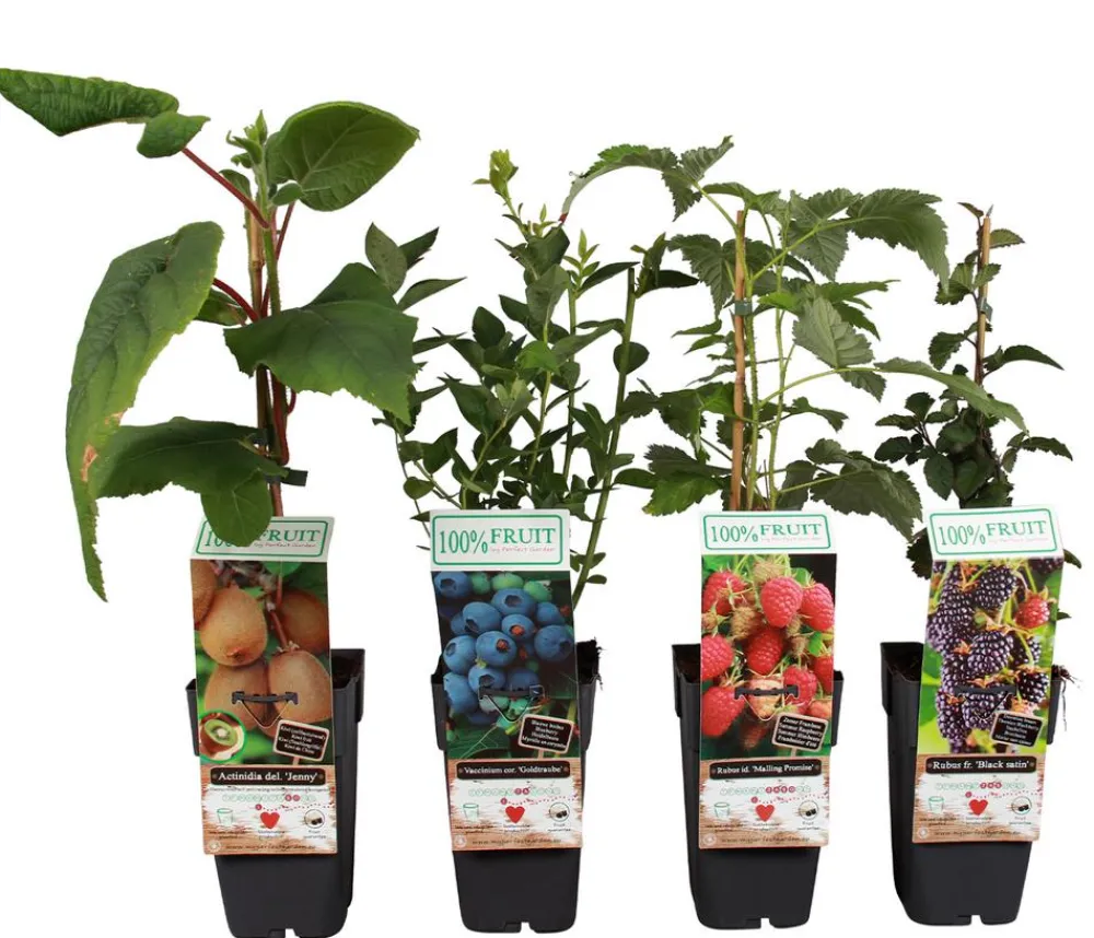Dehner Beeren-Sets|Beerensträucher > Beeren-Kiwi-Set Smoothie-Mix, 4-teilig