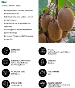 Dehner Beeren-Sets|Beerensträucher > Beeren-Kiwi-Set Smoothie-Mix, 4-teilig