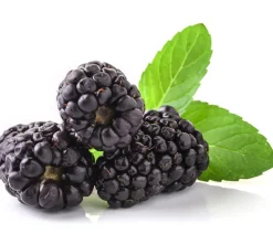 Dehner Beeren-Sets|Beerensträucher > Beeren-Set Marmeladen-Mix, 4-teilig