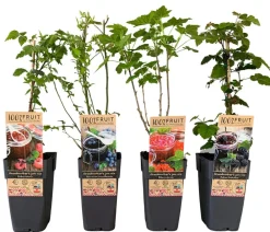 Dehner Beeren-Sets|Beerensträucher > Beeren-Set Marmeladen-Mix, 4-teilig