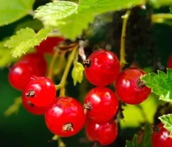 Dehner Beeren-Sets|Beerensträucher > Beeren-Set Marmeladen-Mix, 4-teilig