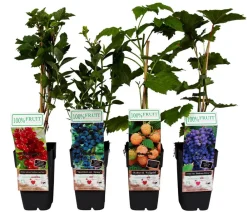 Dehner Beeren-Sets|Beerensträucher - Beeren-Trauben-Set Obstsalat, 4-teilig