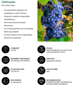 Dehner Beeren-Sets|Beerensträucher - Beeren-Trauben-Set Obstsalat, 4-teilig