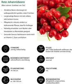 Dehner Beeren-Sets|Beerensträucher - Beeren-Trauben-Set Obstsalat, 4-teilig