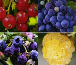 Dehner Beeren-Sets|Beerensträucher - Beeren-Trauben-Set Obstsalat, 4-teilig