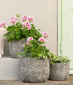 Dehner Beet- & Balkonpflanzen-Set Balkonidylle, 6-teilig Clearance