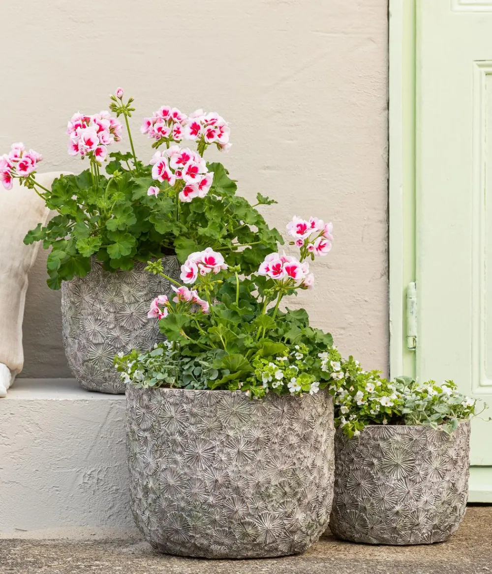Dehner Beet- & Balkonpflanzen-Set Balkonidylle, 6-teilig Clearance