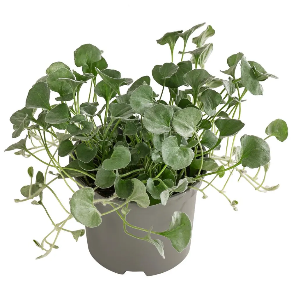 Dehner Beet- & Balkonpflanzen-Set Balkonidylle, 6-teilig Clearance