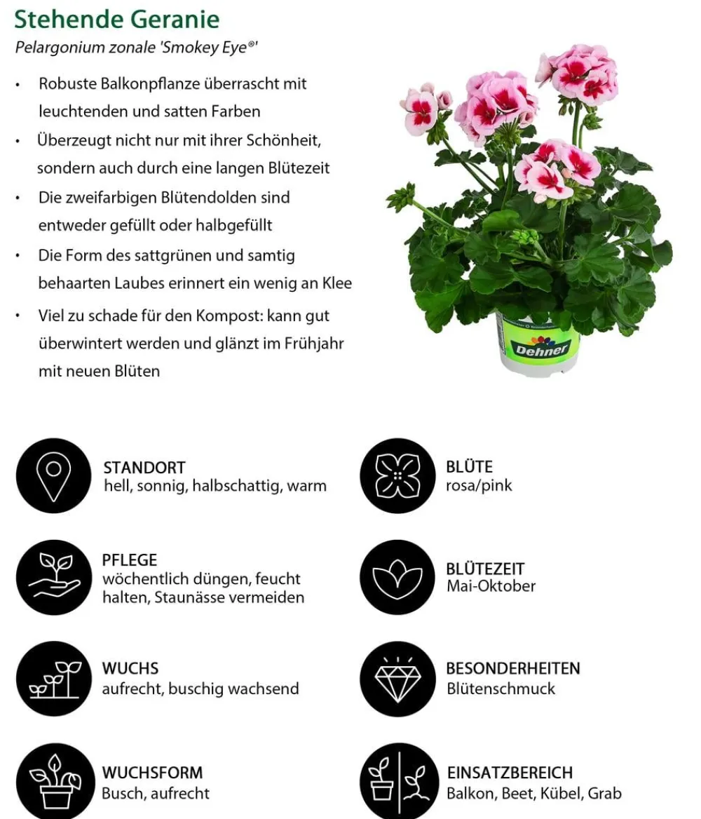 Dehner Beet- & Balkonpflanzen-Set Balkonidylle, 6-teilig Clearance