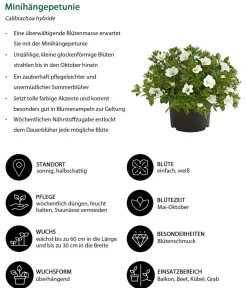 Dehner Beet- & Balkonpflanzen-Set Balkonidylle, 6-teilig Clearance