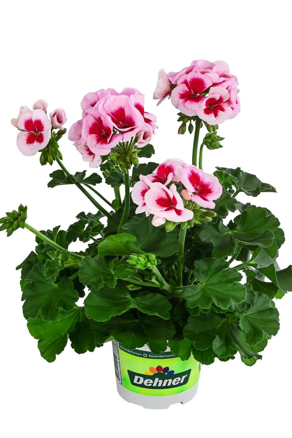 Dehner Beet- & Balkonpflanzen-Set Balkonidylle, 6-teilig Clearance