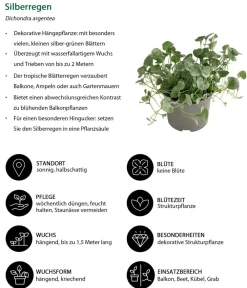 Dehner Beet- & Balkonpflanzen-Set Balkonidylle, 6-teilig Clearance