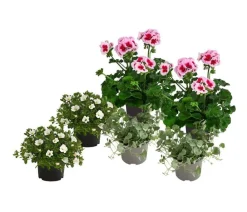 Dehner Beet- & Balkonpflanzen-Set Balkonidylle, 6-teilig Clearance