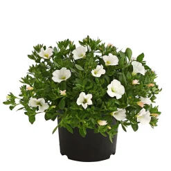 Dehner Beet- & Balkonpflanzen-Set Balkonidylle, 6-teilig Clearance