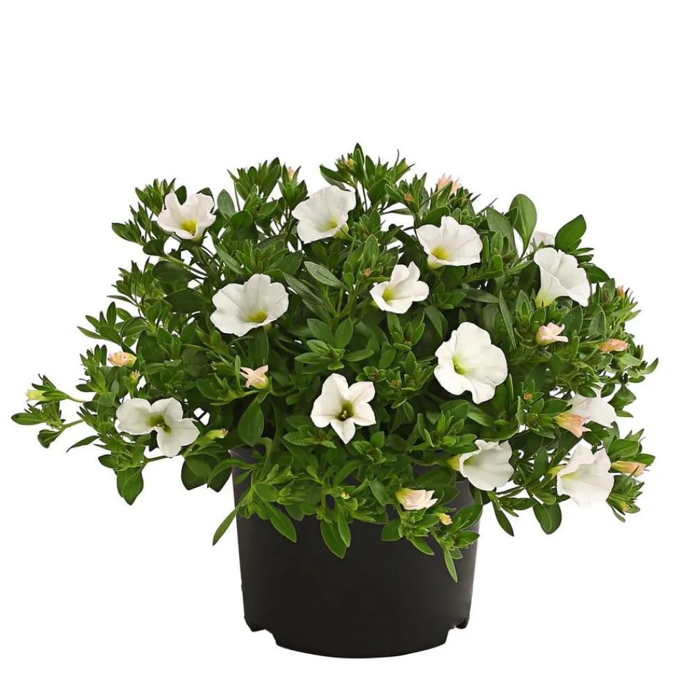 Dehner Beet- & Balkonpflanzen-Set Balkonidylle, 6-teilig Clearance