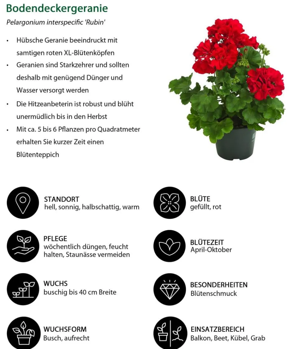 Dehner Beet- & Balkonpflanzen-Set Balkonliebe, 6-teilig Best