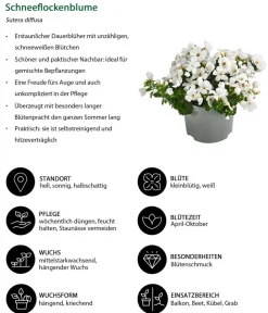 Dehner Beet- & Balkonpflanzen-Set Balkonliebe, 6-teilig Best