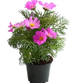Dehner Balkonpflanzen-Sets|Sommerblumen > Beet- & Balkonpflanzen-Set Bienentankstelle, 6-teilig