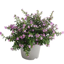 Dehner Balkonpflanzen-Sets|Sommerblumen > Beet- & Balkonpflanzen-Set Bienentankstelle, 6-teilig