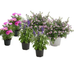 Dehner Balkonpflanzen-Sets|Sommerblumen > Beet- & Balkonpflanzen-Set Bienentankstelle, 6-teilig