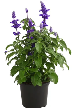 Dehner Balkonpflanzen-Sets|Sommerblumen > Beet- & Balkonpflanzen-Set Biene, 6-teilig