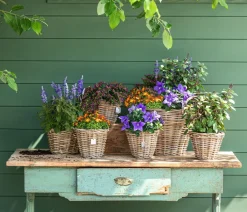 Dehner Balkonpflanzen-Sets|Sommerblumen > Beet- & Balkonpflanzen-Set Biene, 6-teilig