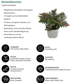 Dehner Balkonpflanzen-Sets|Sommerblumen > Beet- & Balkonpflanzen-Set Biene, 6-teilig