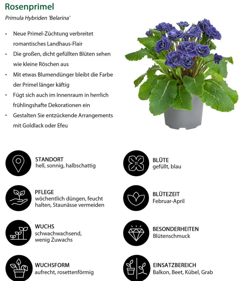 Dehner Balkonpflanzen-Sets > Beet- & Balkonpflanzen-Set ton, 6-teilig