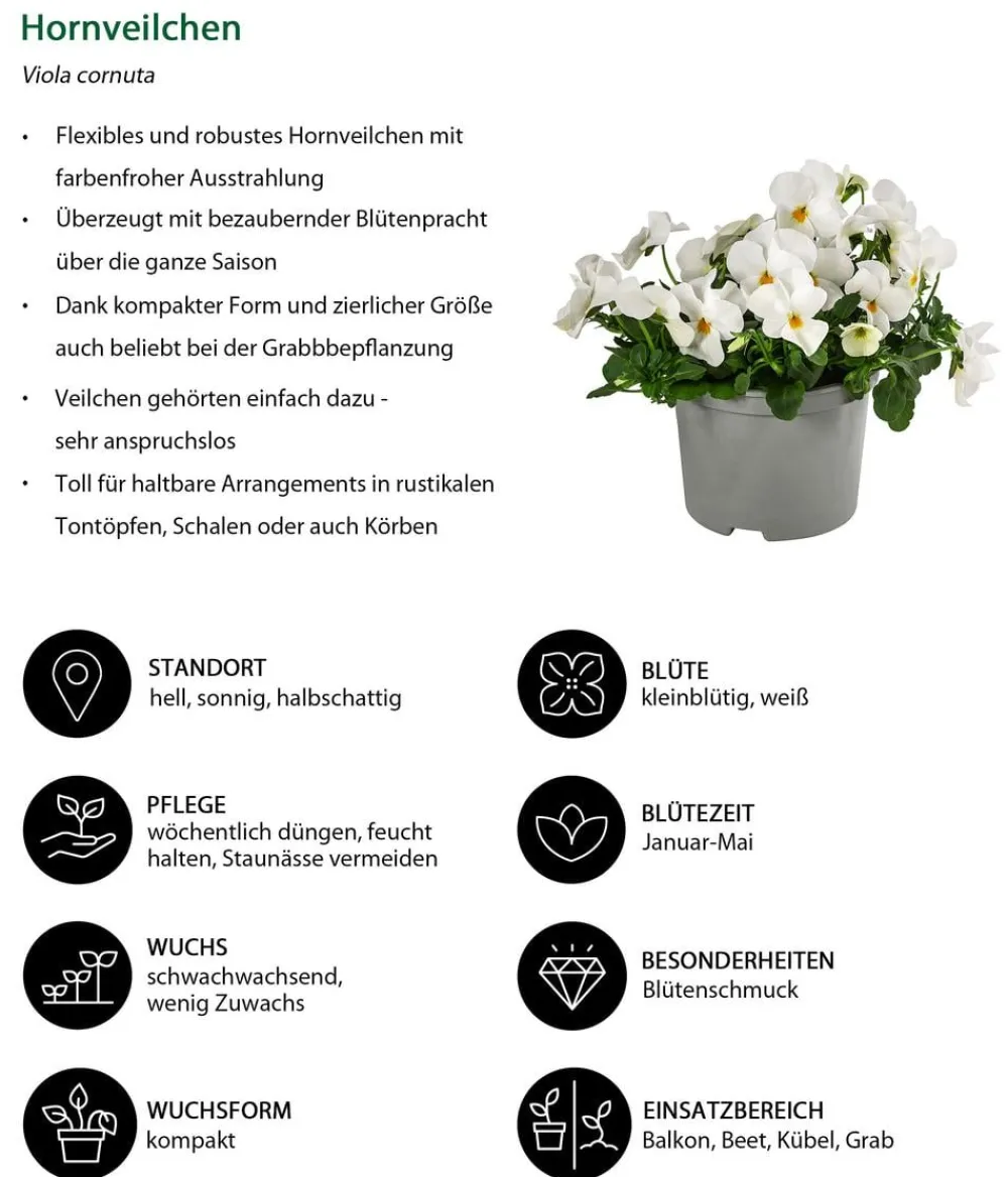 Dehner Balkonpflanzen-Sets > Beet- & Balkonpflanzen-Set ton, 6-teilig