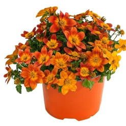 Dehner Balkonpflanzen-Sets|Sommerblumen - Beet- & Balkonpflanzen-Set Blütencharme, 6-teilig