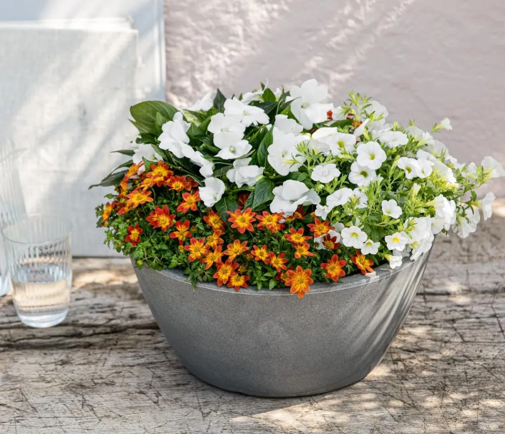 Dehner Balkonpflanzen-Sets|Sommerblumen - Beet- & Balkonpflanzen-Set Blütencharme, 6-teilig