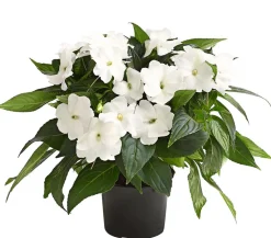 Dehner Balkonpflanzen-Sets|Sommerblumen - Beet- & Balkonpflanzen-Set Blütencharme, 6-teilig