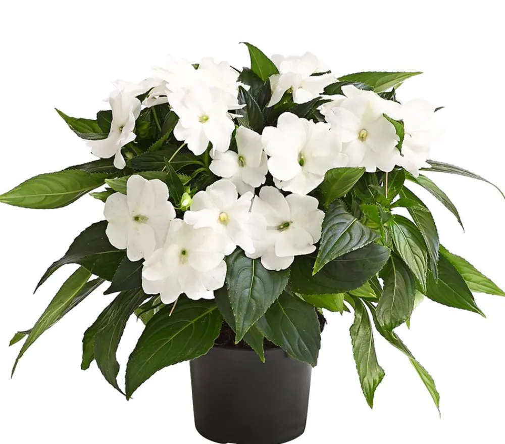 Dehner Balkonpflanzen-Sets|Sommerblumen - Beet- & Balkonpflanzen-Set Blütencharme, 6-teilig