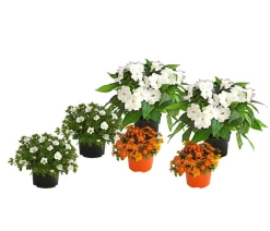 Dehner Balkonpflanzen-Sets|Sommerblumen - Beet- & Balkonpflanzen-Set Blütencharme, 6-teilig