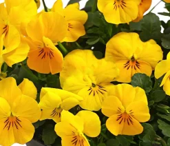 Dehner Beet- & Balkonpflanzen-Set Bunter Frühling, 6-teilig Online