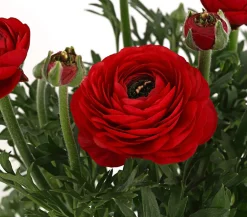 Dehner Beet- & Balkonpflanzen-Set Bunter Frühling, 6-teilig Online