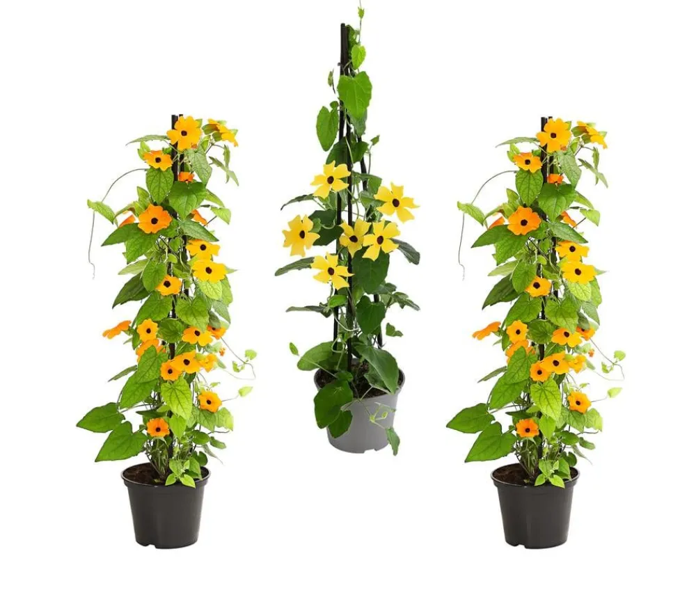 Dehner Beet- & Balkonpflanzen-Set Die Himmlischen, 3-teilig Discount