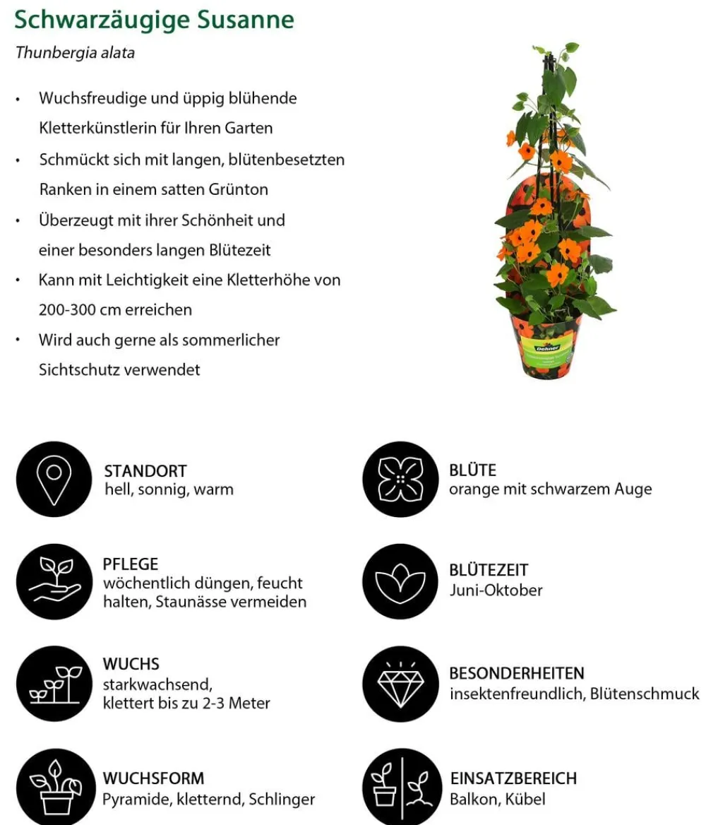Dehner Beet- & Balkonpflanzen-Set Die Himmlischen, 3-teilig Discount