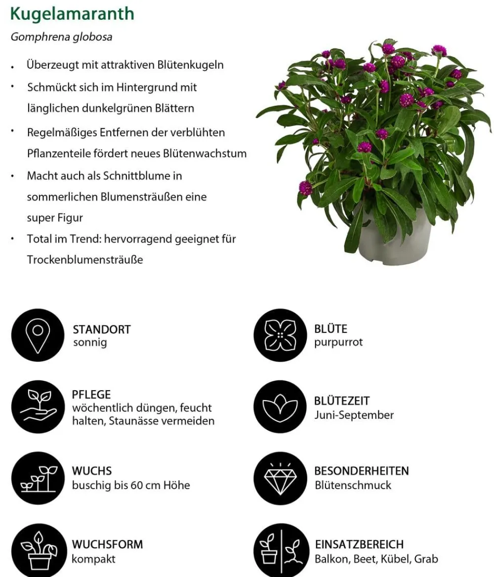 Dehner Beet- & Balkonpflanzen-Set Extravaganz, 6-teilig Best